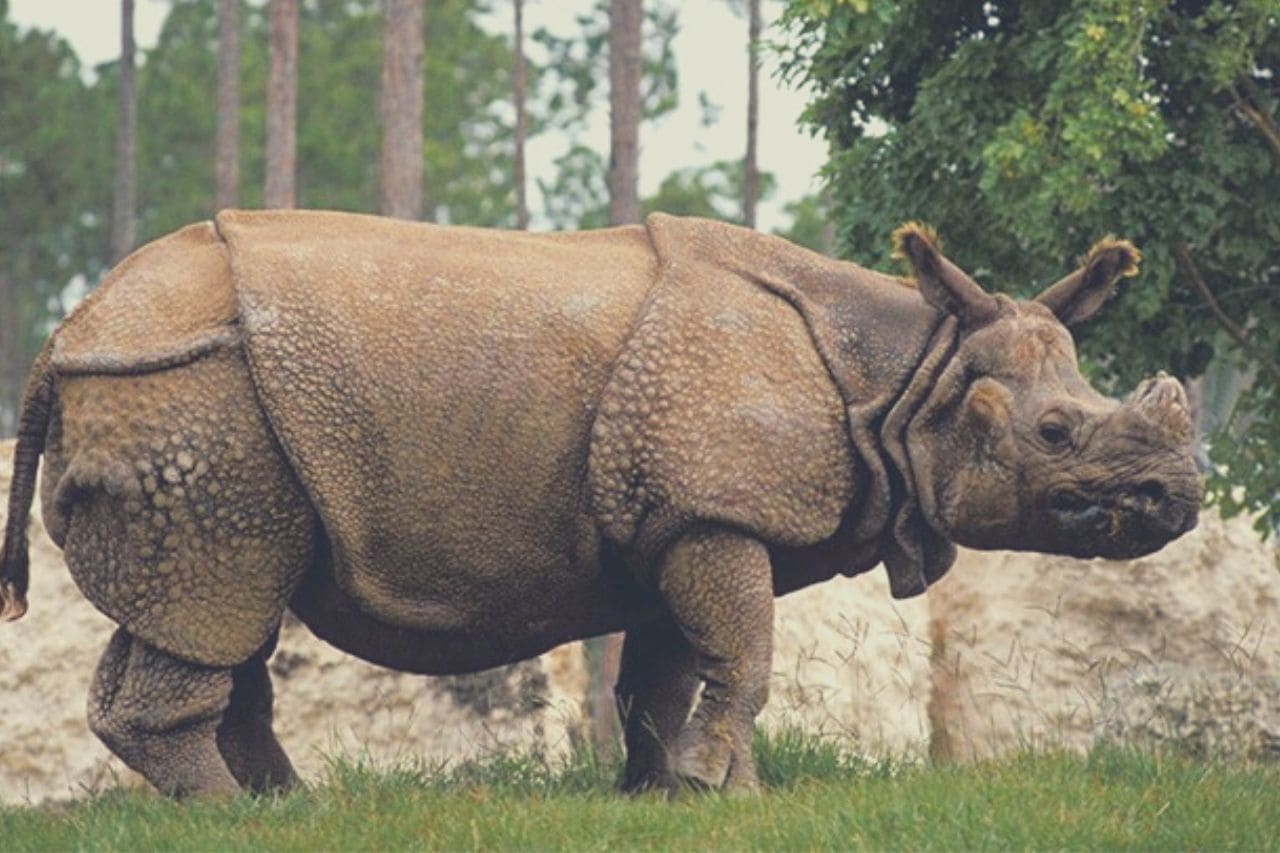 Носорог рептилия. Яванский носорог. Вьетнамский яванский носорог. Однорогий индийский носорог. Носорог с острова Ява.